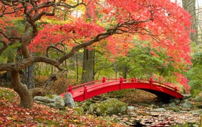Красный мост в осеннем парке у покрытого красными листьями дерева