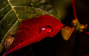 Красный лист с каплей росы