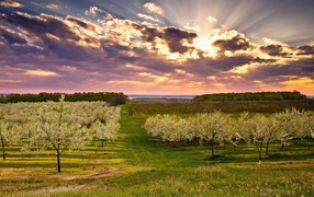 Цветущий весенний сад в лучах яркого солнца