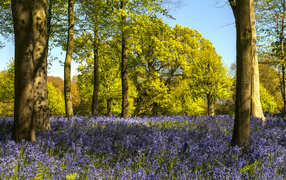 Голубые весенние первоцветы в лесу