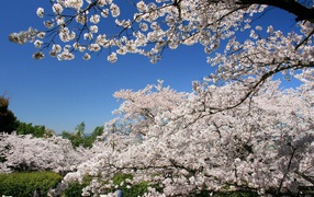 Flowering apricot trees in spring
