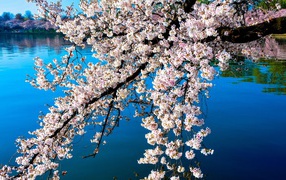 Flowering cherry branch over the lake in the spring