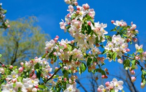 Flowering lush apple tree branch against the blue sky in the spring