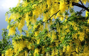 Цветущая желтыми цветами ветка весной
