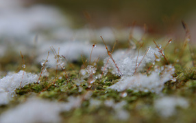 Grass breaks through the snow in the spring