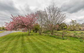 Зеленая трава и цветущие деревья у дороги весной