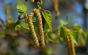 Spring birch buds on a tree