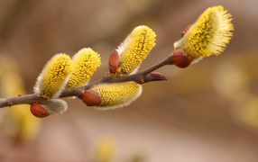 Ветка вербы распускается весной