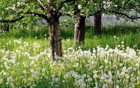 White dandelions in green grass in a blooming garden in spring
