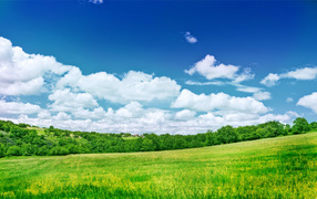 Зеленый летний луг под голубым небом с белыми облаками