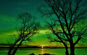 Силуэты деревьев на закате солнца