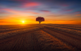 Sunset over a field with a lonely tree in autumn