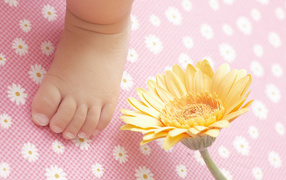 Маленькая ножка новорожденного с цветком герберы