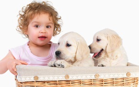 Маленькая девочка с щенками золотистого ретривера в корзине