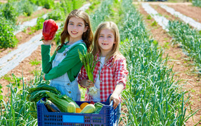 Две маленькие девочки собирают овощи на огороде