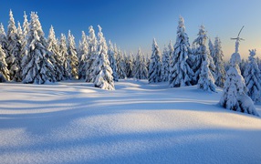 Красивые стройные заснеженные ели в лесу в лучах солнца