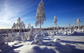 Красивые заснеженные деревья в лучах яркого зимнего солнца