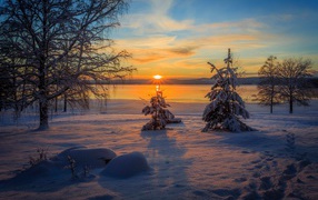 Красивые заснеженные деревья в лучах утреннего солнца зимой