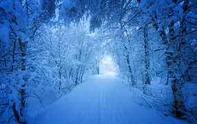 Красивая заснеженная дорога в зимнем лесу