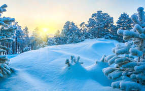 Красивый заснеженный зимний лес в лучах солнца