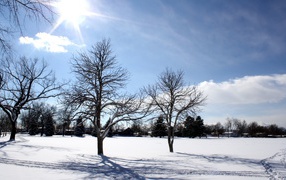 Яркое зимнее солнце освещает заснеженные деревья