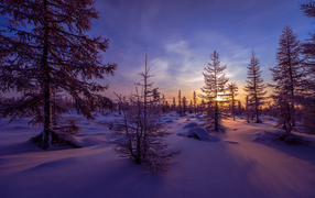 Покрытые снегом если на закате солнца под голубым небом зимой