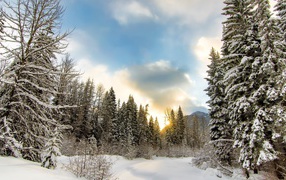 Рассвет солнца над заснеженными елями в зимнем лесу