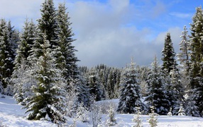 Зеленые ели покрытые снегом в зимнем лесу