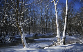 Покрытая льдом река в лесу у заснеженных деревьев зимой
