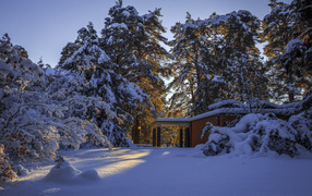 Заснеженные красивые деревья возле дома солнечным днем