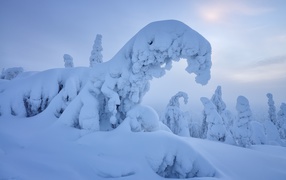 Засыпанный снегом спокойный зимний лес
