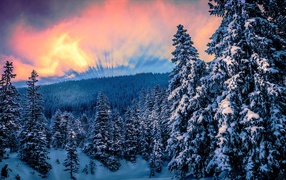 Восход солнца над заснеженным лесом зимой