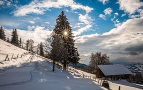 Лучи солнца пробиваются сквозь заснеженную ель зимой