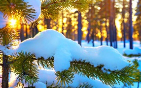 Белый снег лежит на еловой ветке под ярким зимним солнцем