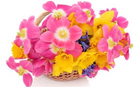 Pink tulips, daffodils and hyacinths in a basket on a white background