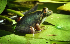 A big green toad sits on a green leaf.