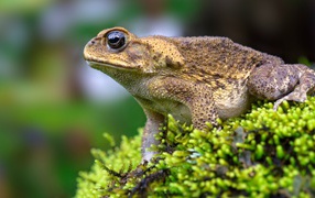 A big toad is sitting on a moss-covered stone.