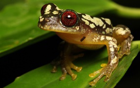 Big frog with red eyes on a green leaf