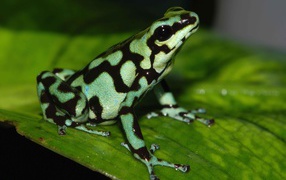 Black-green poisonous frog sitting on a green leaf