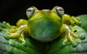 Frog on green leaf close up