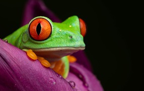 Зеленая лягушка Красноглазая Квакша на цветке