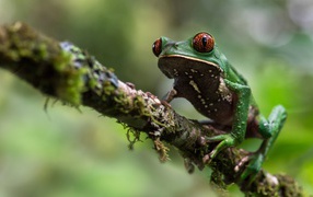 Green frog sitting on a branch