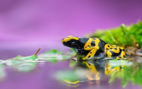 Poisonous frog tree frog in water