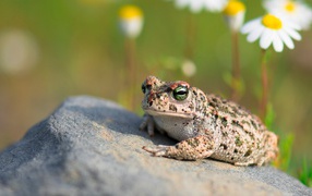 The big toad is sitting on a rock in the sun.