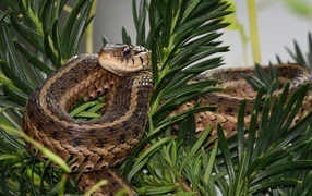 Змея сидит в зеленых ветках 