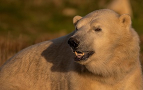 Большой белый медведь с острыми клыками