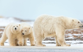 Большая белая медведица идет по снегу с маленькими медвежатами