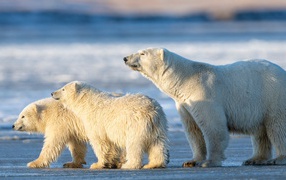 Большая белая медведица с медвежатами на снегу 
