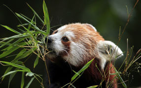 Малая панда грызет ветки бамбука