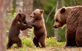 Два маленьких медвежонка с большой медведицей
